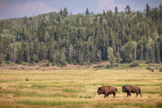 Two For The Road-SQ2508744