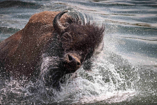 Shake It Off-SQ1472255