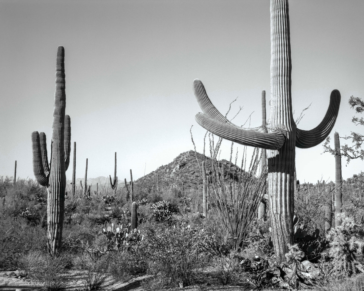 Saguaros