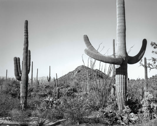 Saguaros