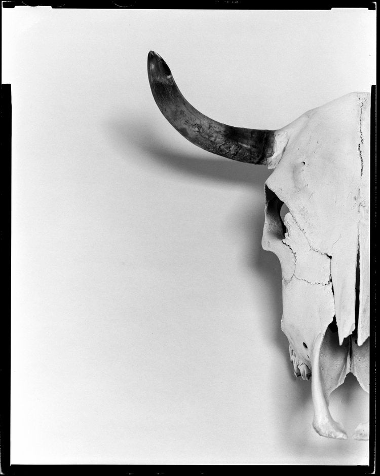 Steer, 1 (Out West Series)