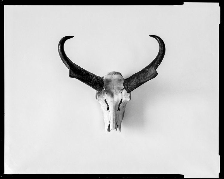 Pronghorn (Out West Series)