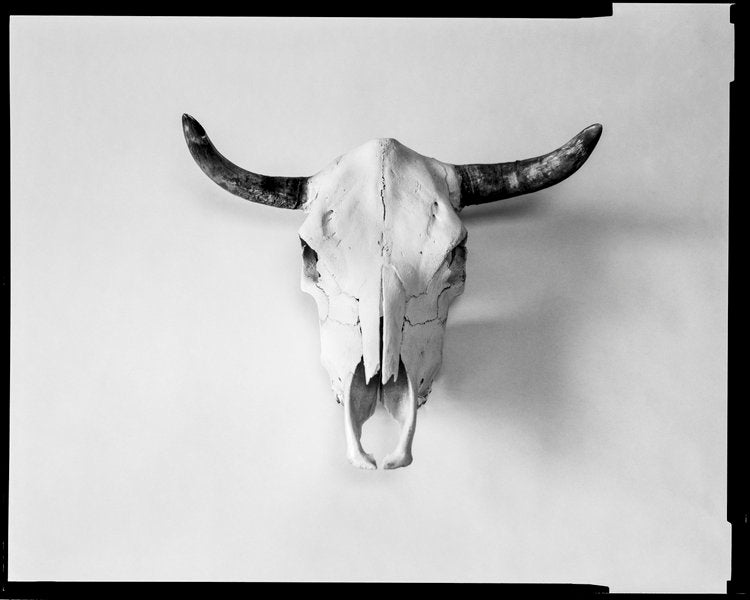 Steer, 2 (Out West Series)